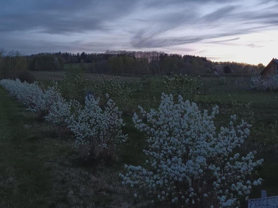 E Berry Farm - Slow Life *